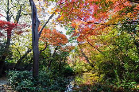 日本秋天的日本花图片