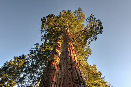 加利福尼亚州塞基奥亚公园的巨型图片