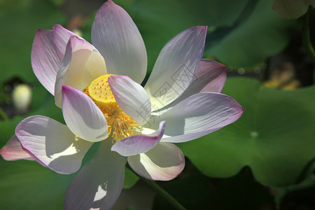 花朵池塘里有绿色叶子的花朵图片