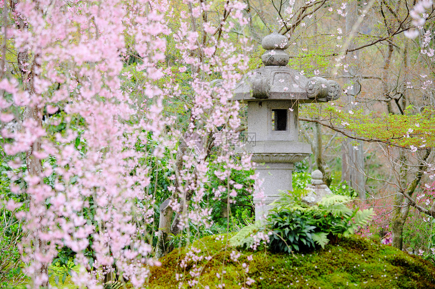 日本庭园中的樱花树图片