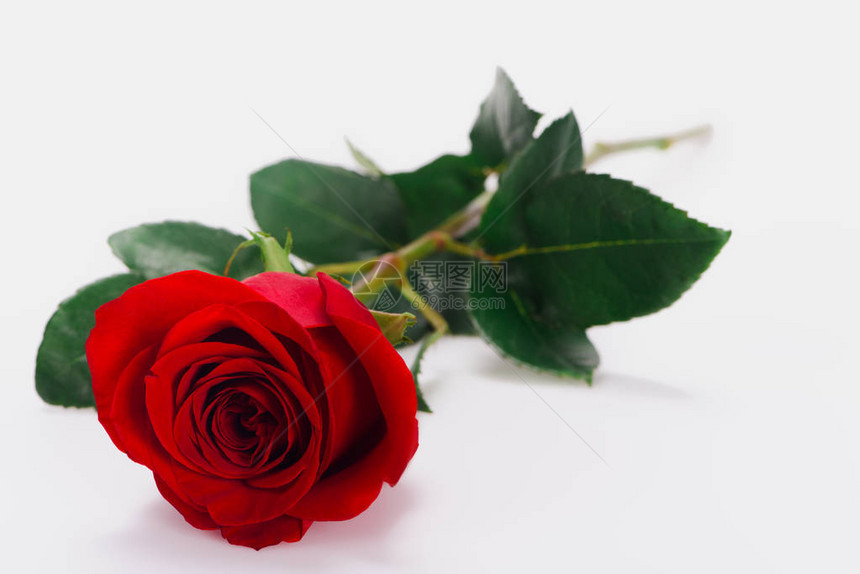 近距离观看的鲜嫩红玫瑰花朵被图片