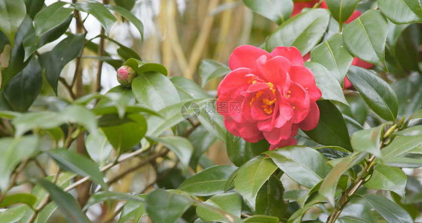 大自然中的山茶花红花图片