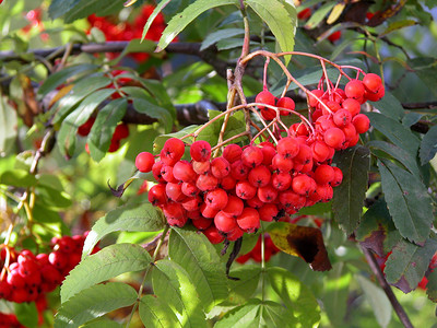 红排浆果背景图片