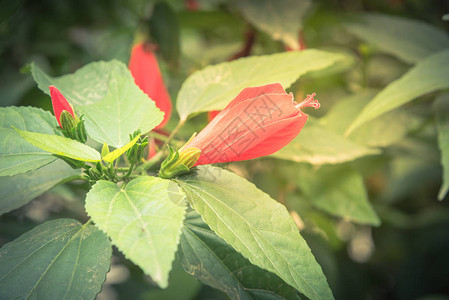初发芙蓉越南花园围栏灌木绿篱笆上的红色热带象皮花和蕾早期和发背景