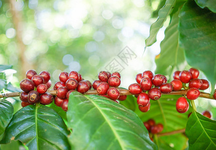 咖啡树上的新鲜咖啡豆图片