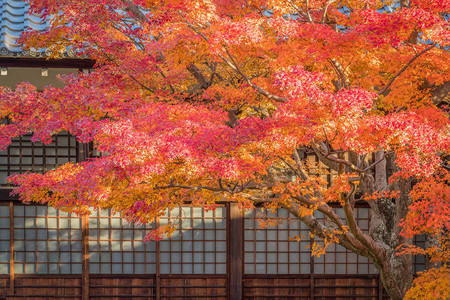 秋天的红枫树和日本房子图片