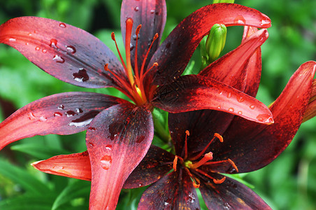 雨后红黑百合花卉植物的热带花园特写图片