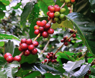 咖啡树上的红咖啡豆图片