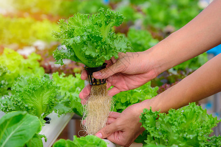 农民在泰国的农场收集绿色水栽有机沙拉蔬菜图片