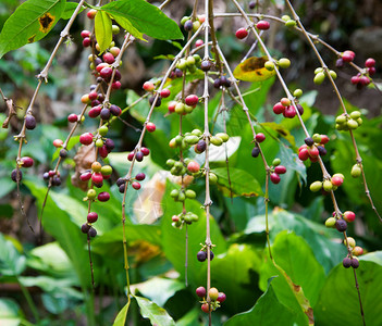 咖啡植物的分支用咖啡豆图片