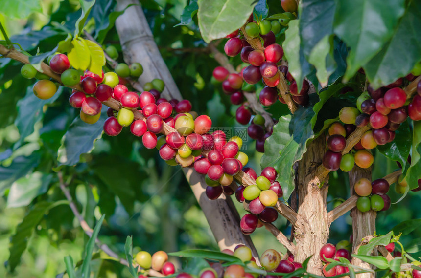 农场树上的咖啡豆图片