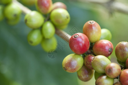 咖啡豆在植物上成熟图片