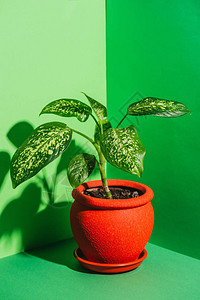 绿色红盆中的一株绿色室内植物背景图片