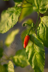 在一棵树辣椒辣椒植物上捕捉成熟的红图片
