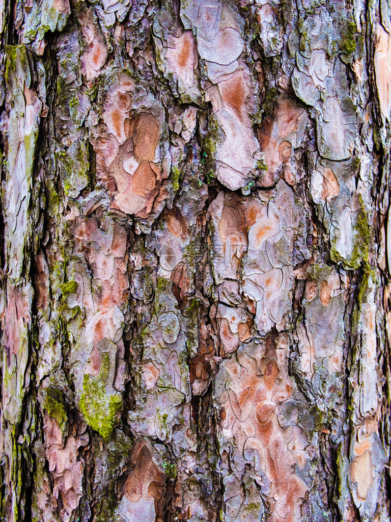 皮纹理细节自然旧裂红褐色绿色usebla作为背景或与森林木制品自然老图片