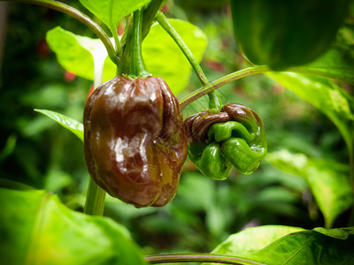 两片香肠辣椒还在植物上其中之一在人背景图片