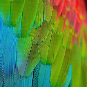 美丽的五彩鸟羽绿翅金刚鹦鹉的羽毛图片