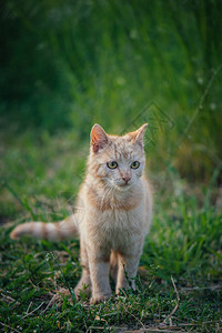 花园里可爱的猫图片