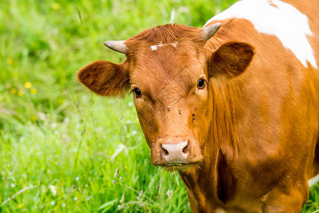 养牛场绿色牧场上的红牛背景图片
