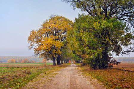 与路的秋天风景图片