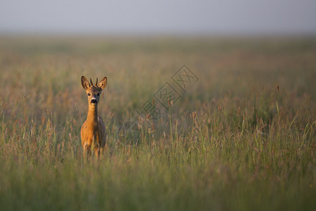 早晨年轻的雄鹿在野外图片