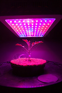 LED生长灯下的番茄幼苗图片