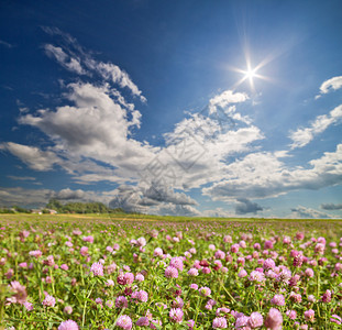 绿色草地上的粉色三叶草花图片