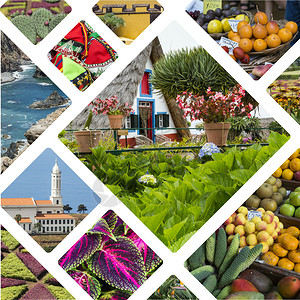 Madeira葡萄牙图像拼凑旅行背景图片