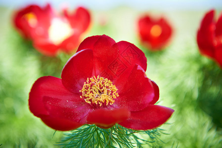 绿地上美丽的红色花朵paneoniaoreo图片