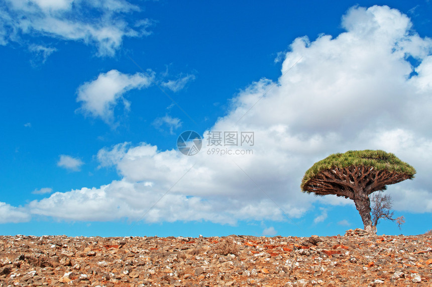 通往迪克萨姆高原的路上令人叹为观止的风景和一棵龙血树图片