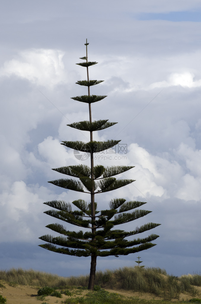 新西兰诺福克松树图片