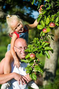 她爸从树上摘苹果图片