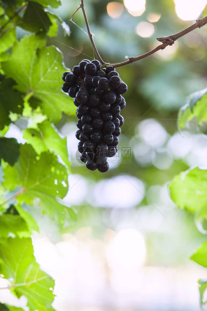秋天收获的日落时分的葡萄园秋天成熟的葡萄成熟的葡萄生长在葡萄酒田图片