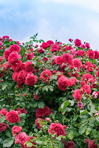 鲜红花丛红花玫瑰灌木的花朵图像图片