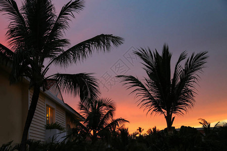 棕榈树的美丽的枝叶在日图片
