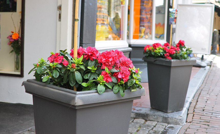 街边的鲜花荷兰代尔夫特图片