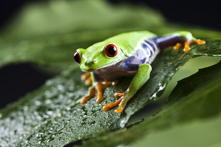 青蛙小动物皮肤光滑腿高清图片