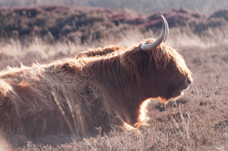 荷兰德伦特省的高地牛群放牧图片