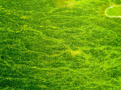 蓝绿藻覆盖海面是海洋污染高清图片