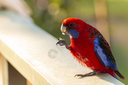CrimsonRosella鸟在澳大利亚格拉姆皮亚图片