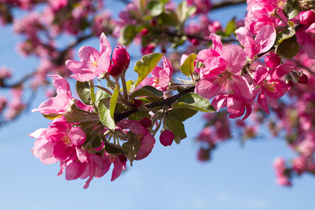 海棠树开花的图片