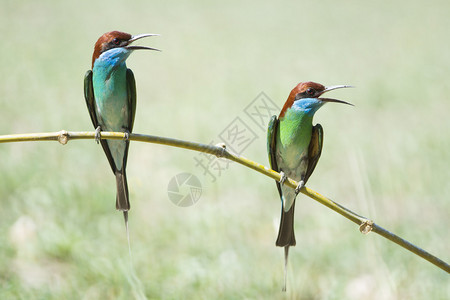 蓝鸟蓝胸蜂食蜜鸟Merops图片