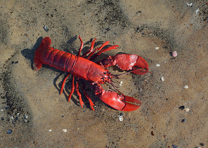 沙滩上五颜六色的红色小龙虾玩具图片