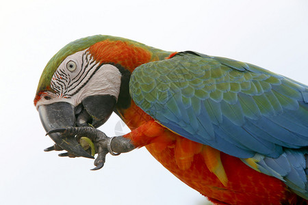 金刚鹦鹉arara巴西鸟吃种子图片