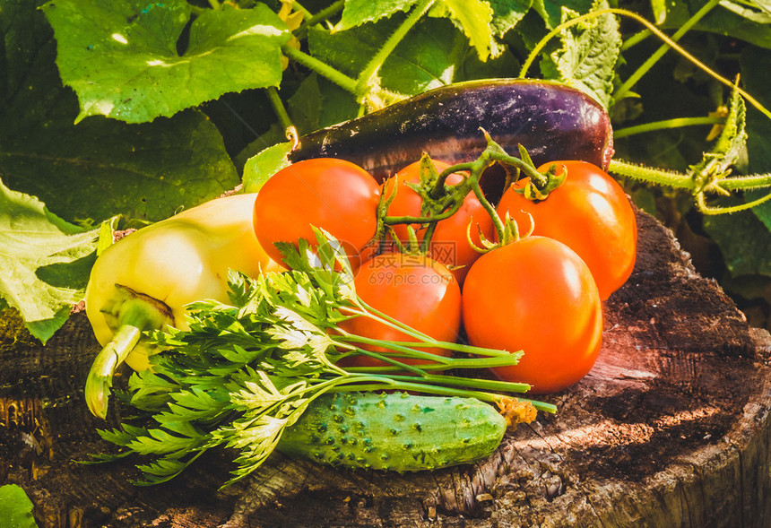 夏季新鲜蔬菜西红柿黄瓜辣椒和茄子富含维生素和微量元素的图片