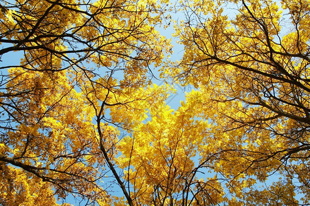 秋天秋天的背景图片