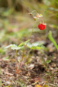 森林里的野草莓浆果草莓图片