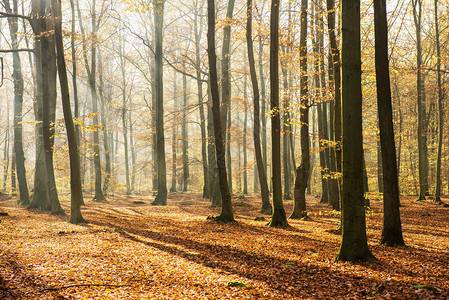 金色森林中美丽的秋日图片