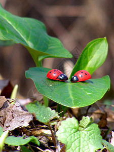 两只瓢虫在绿叶上的特写图片