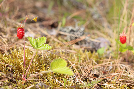 森林中草莓的野生草莓图片